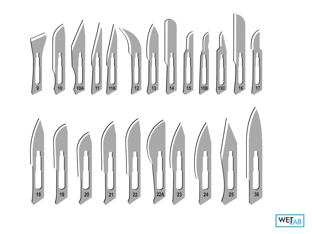 Types of surgical scalpel blades and their function WETLAB